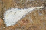 Fossil Ginkgo Leaves From North Dakota - Paleocene #102861-2